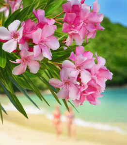 Spring in Barbados
